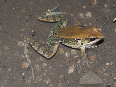 Mangven Chang's Music Frog photo 2