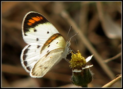 Colotis etrida