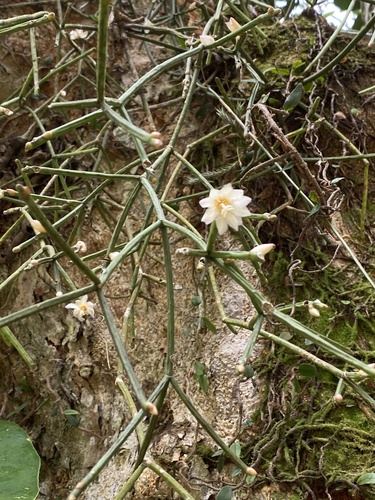 Rhipsalis neves-armondii, photograph 4