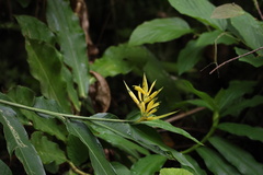 Heliconia hirsuta image