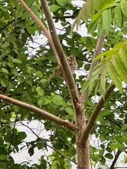 Melospiza melodia image