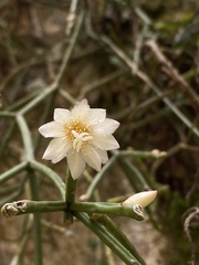 Rhipsalis neves-armondii, photograph (c) Pedro Alvaro Neves, some rights reserved (CC BY)