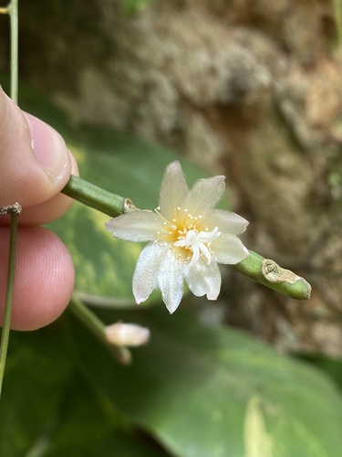 Rhipsalis neves-armondii, photograph 5