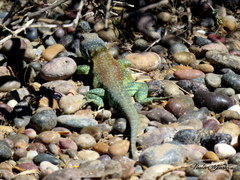 Liolaemus fitzingerii