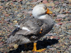 Tachyeres leucocephalus