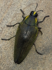 Steraspis