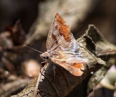 Odontoptilum angulata