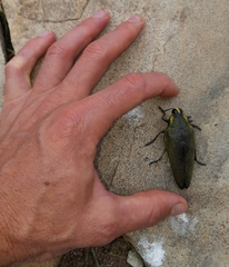 Steraspis