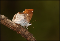 Odontoptilum angulata