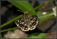 Spialia galba