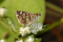 Spialia galba