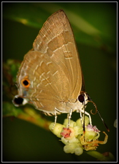 Deudorix epijarbas menesicles