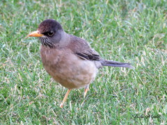 Turdus falcklandii