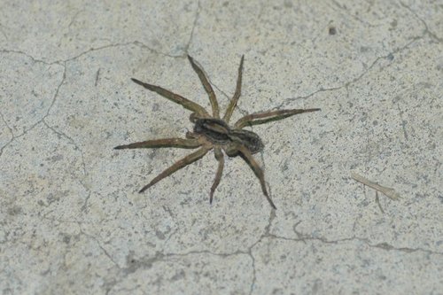 Lycosidae