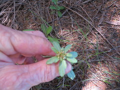 Gamochaeta simplicicaulis