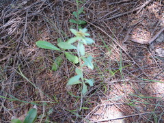 Gamochaeta simplicicaulis