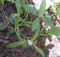 Lobelia anceps