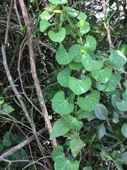 Cissampelos torulosa