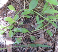 Lobelia anceps