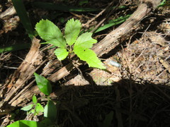 Cerasus