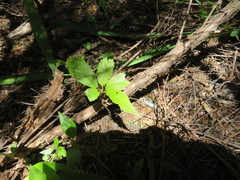 Cerasus