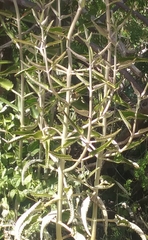 Kalanchoe daigremontiana