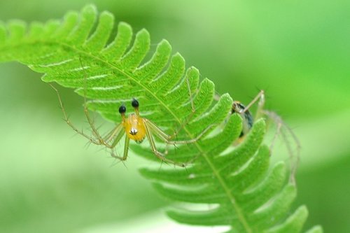 Oxyopidae