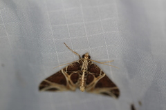 Ecliptopera rectilinea