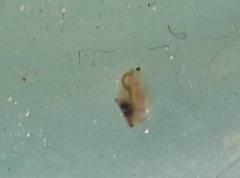 Daphnia
