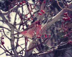 Carpodacus rhodochlamys