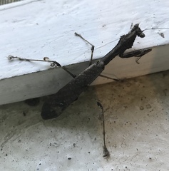 Epaphrodita lobivertex