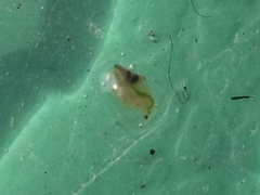 Daphnia
