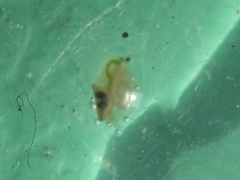 Daphnia
