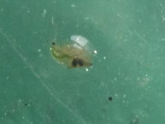 Daphnia