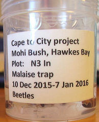 Calliprason sinclairi