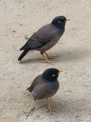 Acridotheres tristis