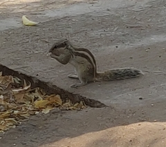 Funambulus pennantii