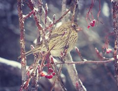 Carpodacus rhodochlamys
