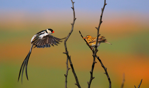 Pin-tailed Whydah