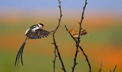 Pin-Tailed Whydah photo 5