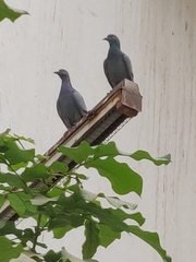 Columba livia domestica