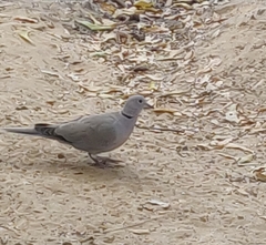 Streptopelia decaocto