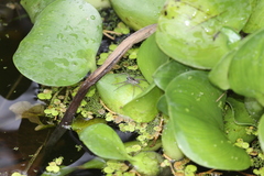 Pardosa pseudoannulata