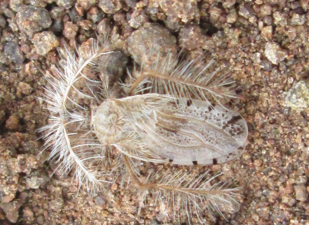 Featherleg Bugs
