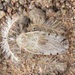 Holoptilus - Photo Ningún derecho reservado, subido por Botswanabugs
