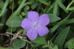 Ruellia squarrosa