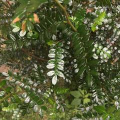 Zanthoxylum beecheyanum