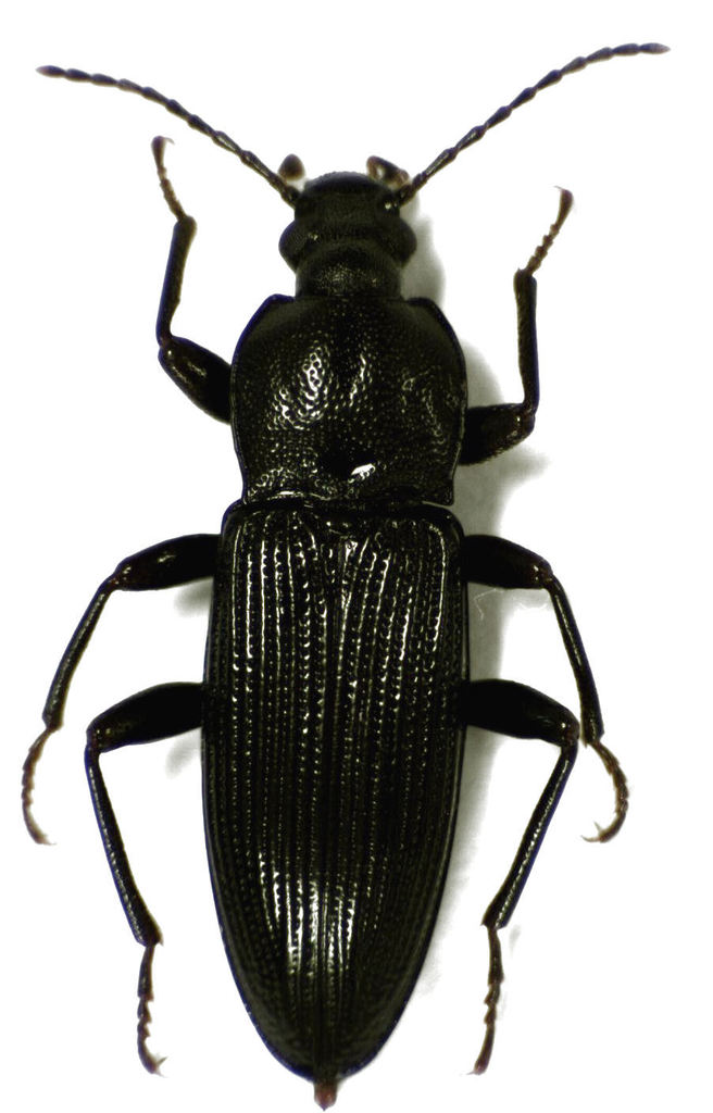 Zolodininae
