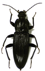 Zolodinus zelandicus