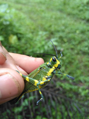 Chromacris psittacus